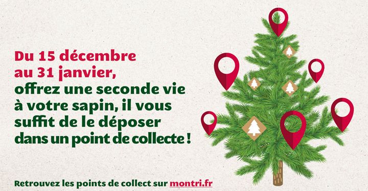 Donner une seconde vie aux sapins