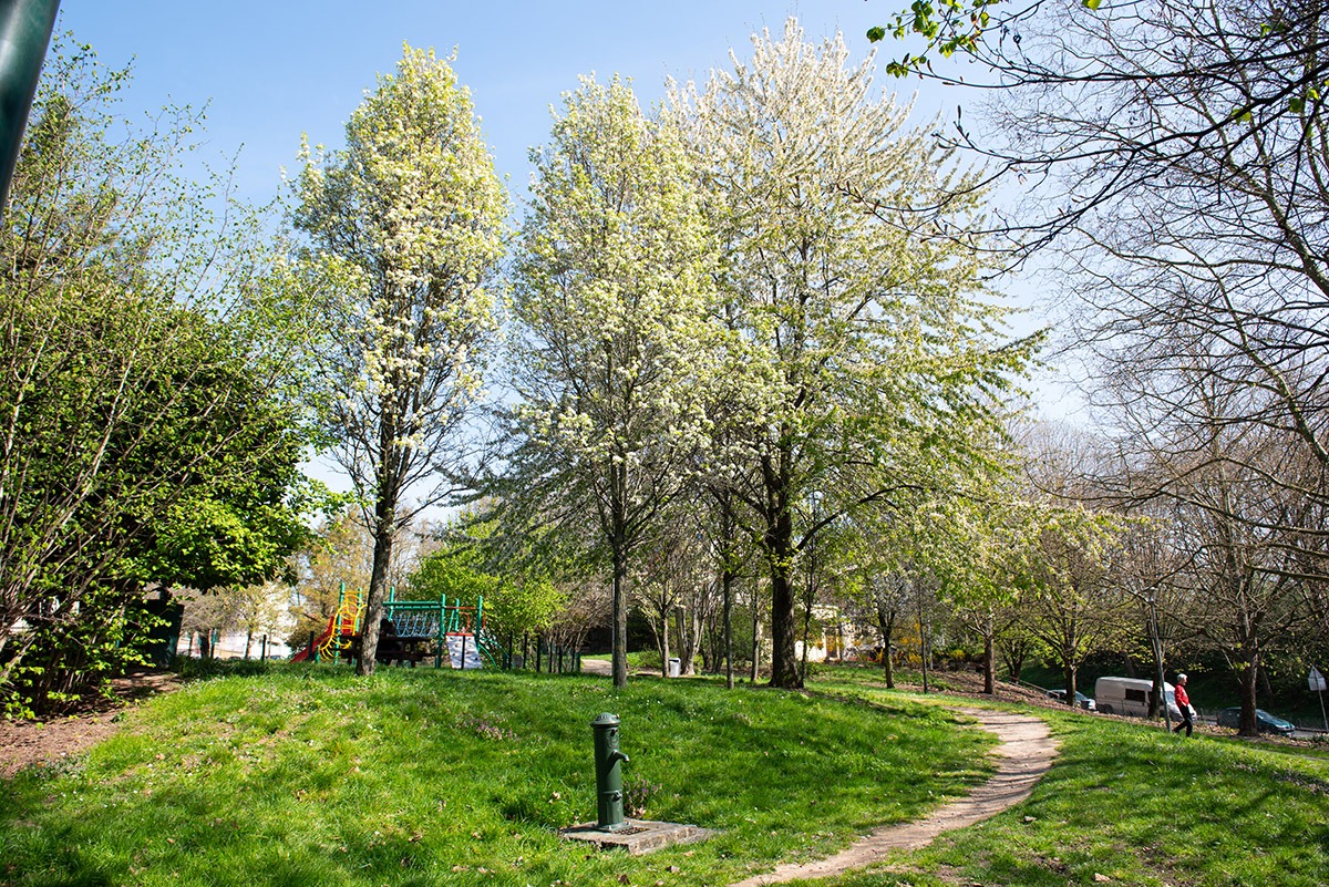 Les arbres en fleurs blanches au square Schnarbach à Bagnolet