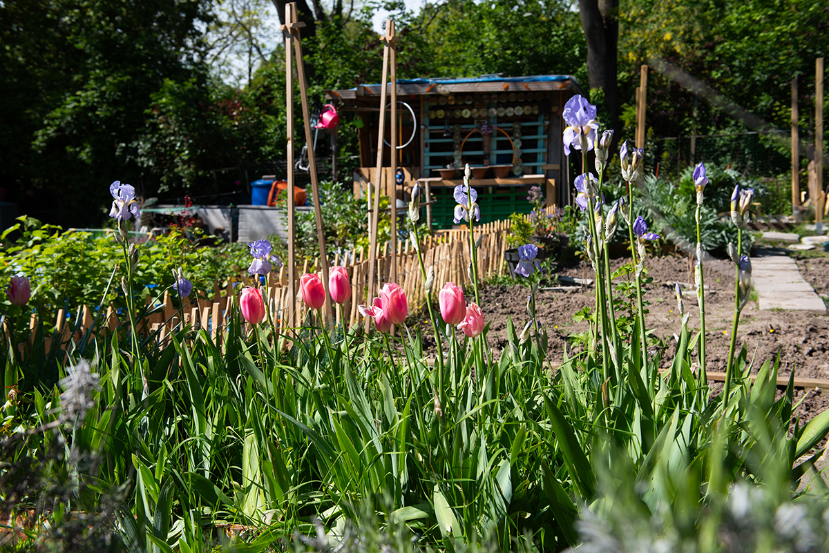 Un jardin partagé fleuri à Bagnolet